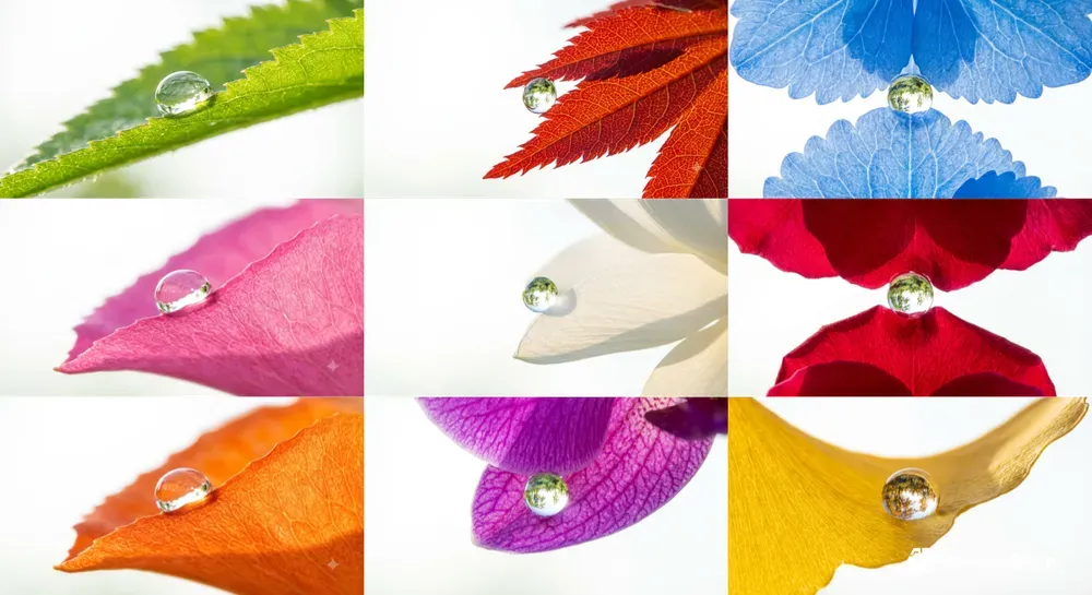 Cute Morning Purities In Macro