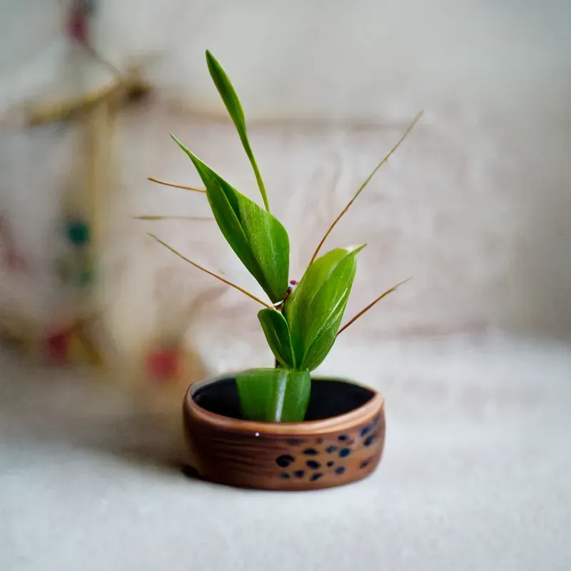 Cute Potted Plants