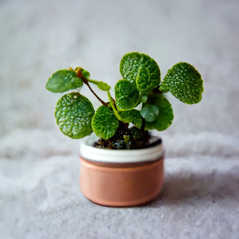 Cute Potted Plants
