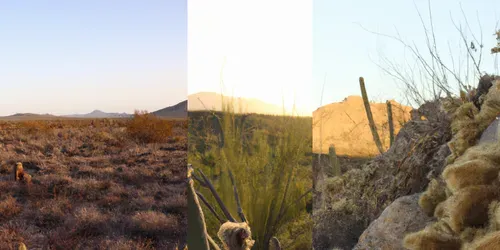 Golden Hour Desert Landscapes generated by dalle