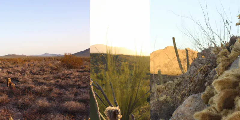 Golden Hour Desert Landscapes generated by undefined