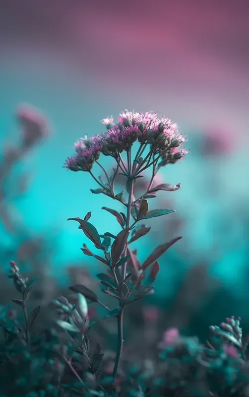 Soft Ethereal Gradient Images