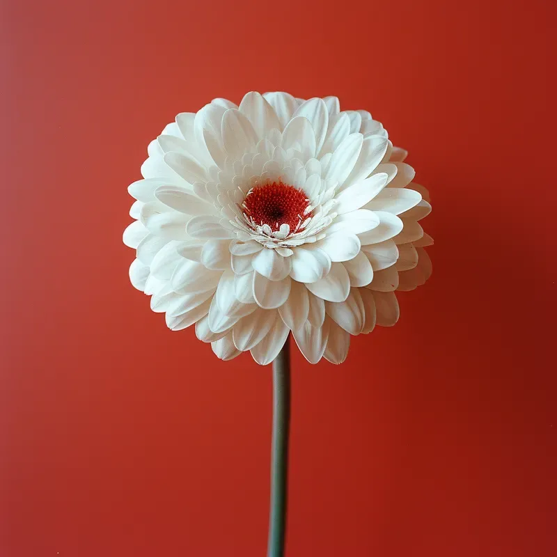 Minimalist Photo
