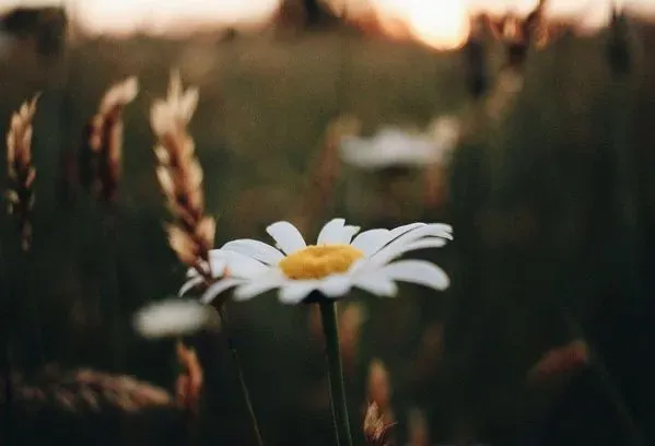 Depth Of Field Photograph