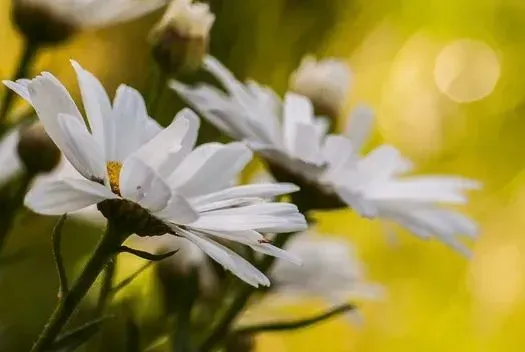 Depth Of Field Photograph