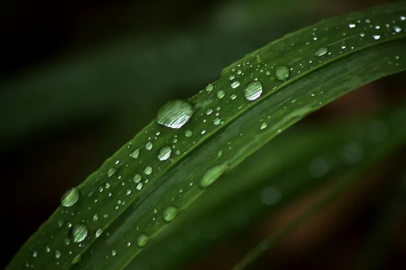 Depth Of Field Photograph