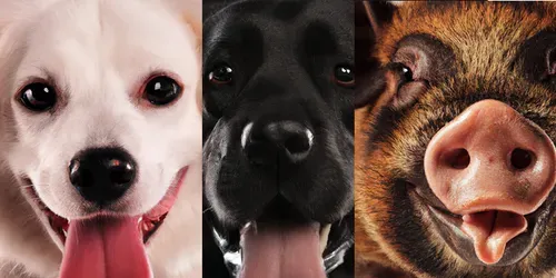 Pets Realistic Photo Generator generated by dalle