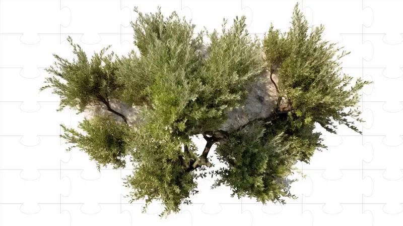 Cutout Top View Trees