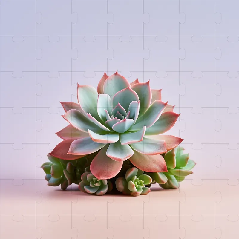 Plant Photographs