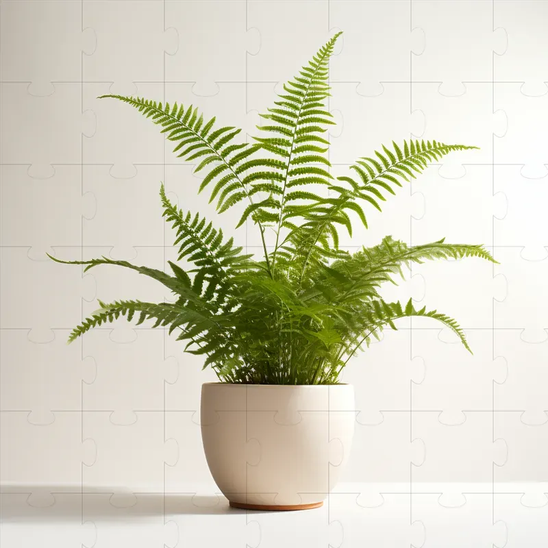 Plant Photographs
