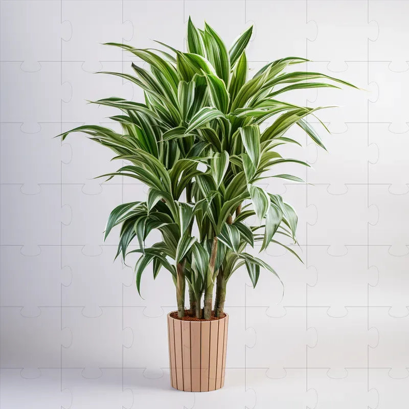 Plant Photographs