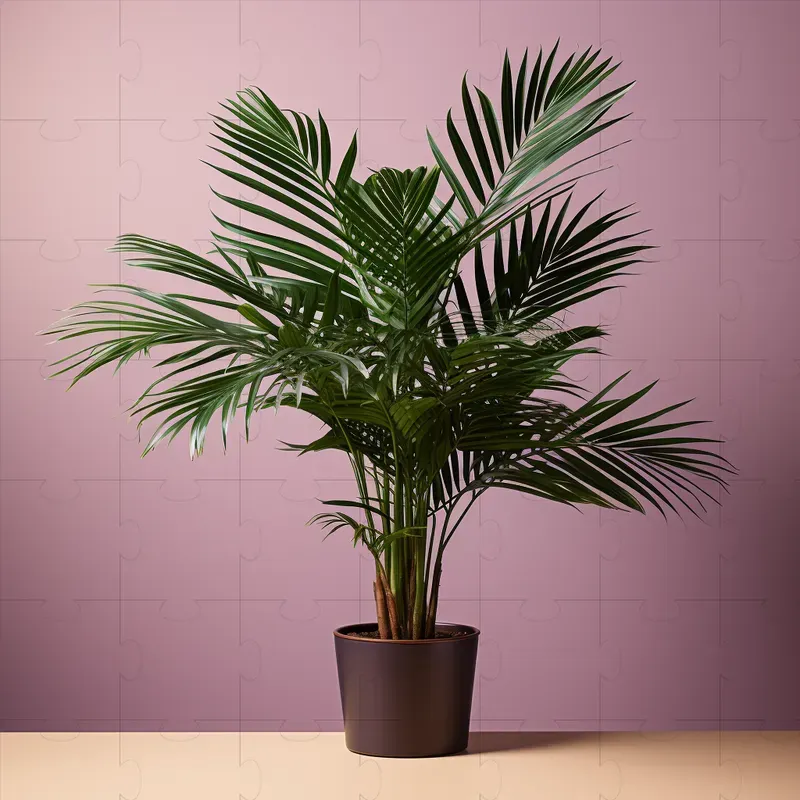 Plant Photographs