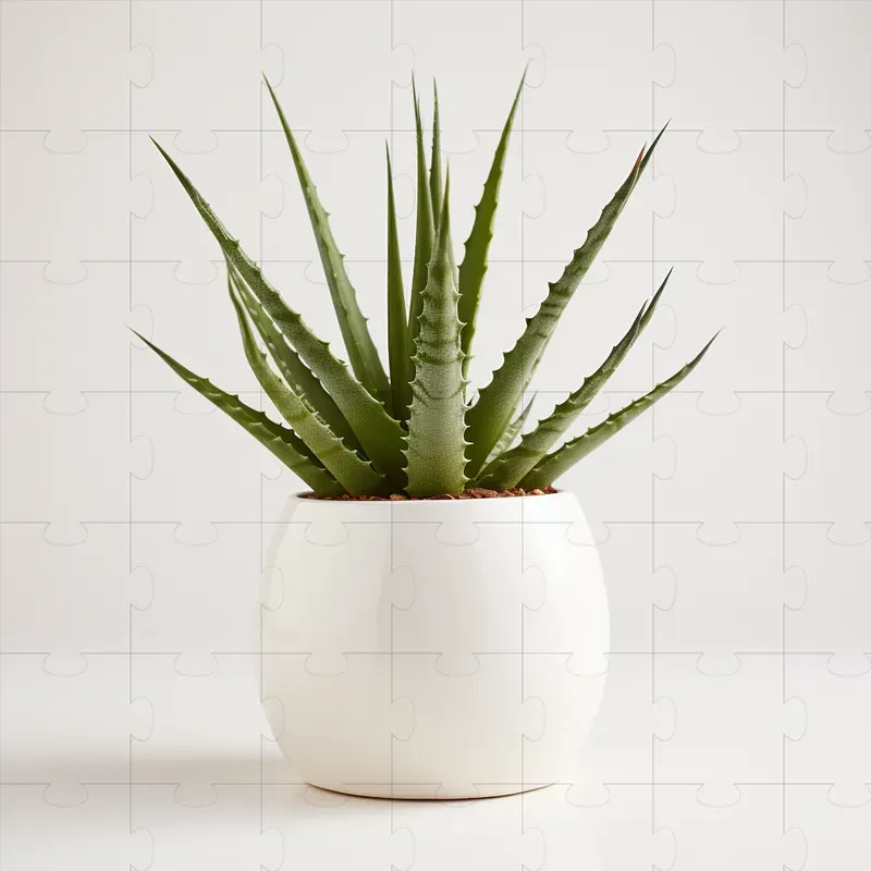 Plant Photographs