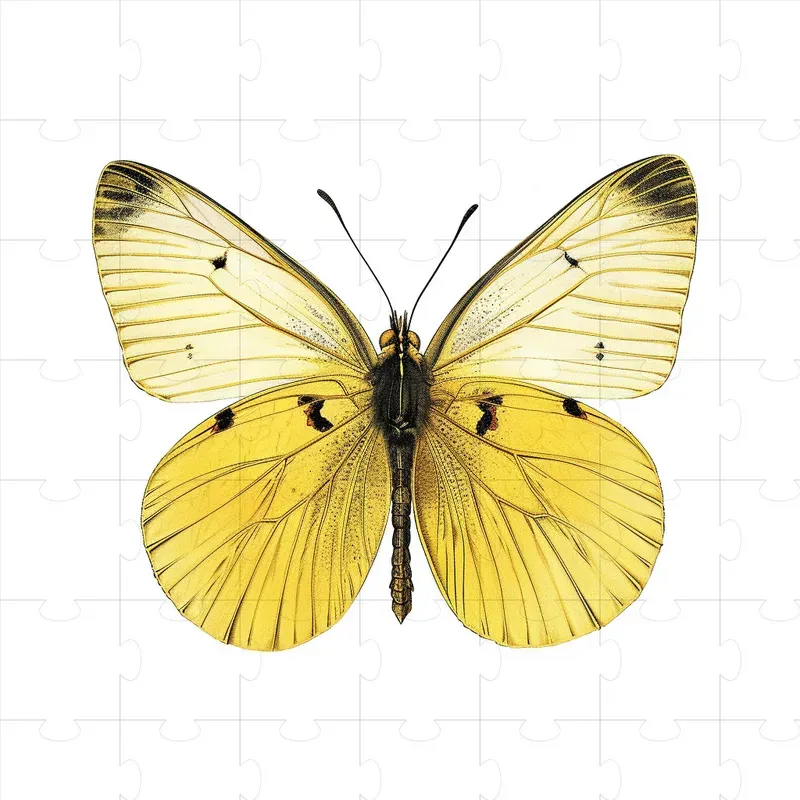 Naturalist Illustrations