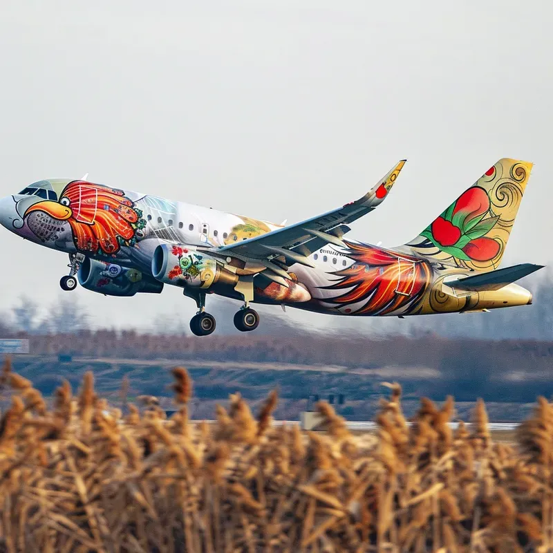 Commercial Plane Animal Graffiti