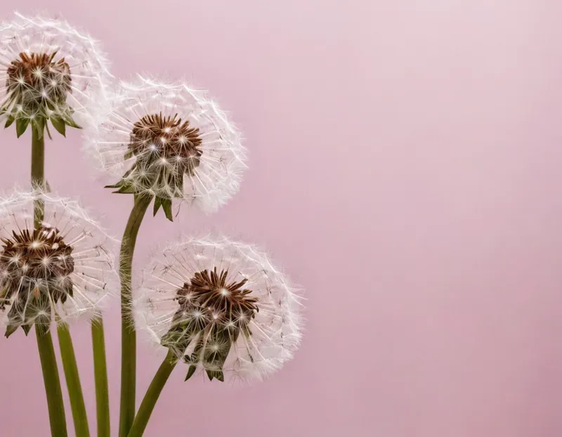 Flowers Frames Pastel Backgrounds