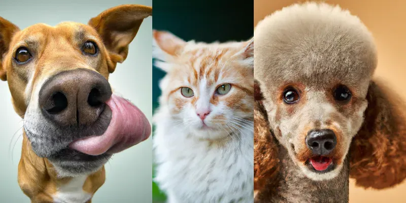 Photorealistic Cat/Dog Avatars generated by undefined