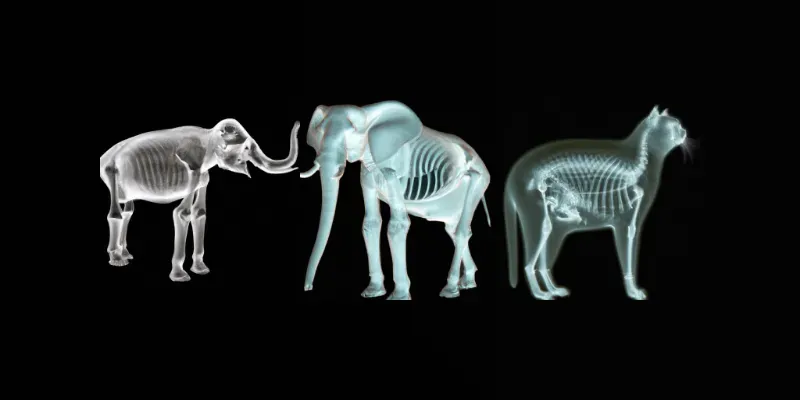 Animal Xray generated by undefined