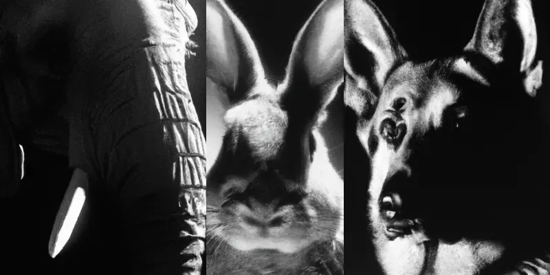 Dramatic Black & White Animal Portraits generated by undefined