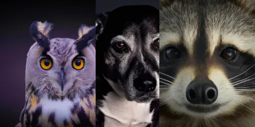 Photorealistic Renderings Of Animals generated by dalle