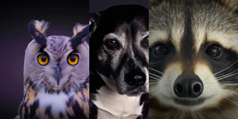 Photorealistic Renderings Of Animals generated by undefined