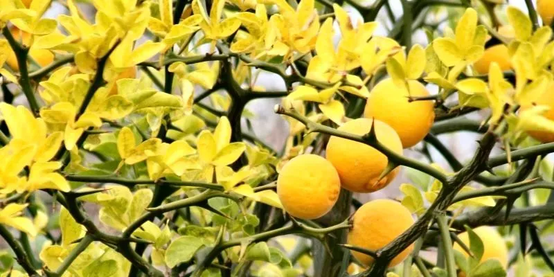 ivyncitrus profile banner