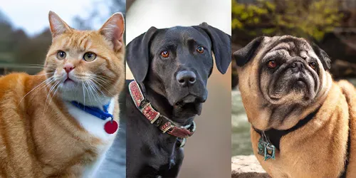 Pro Pet Portraits generated by dalle