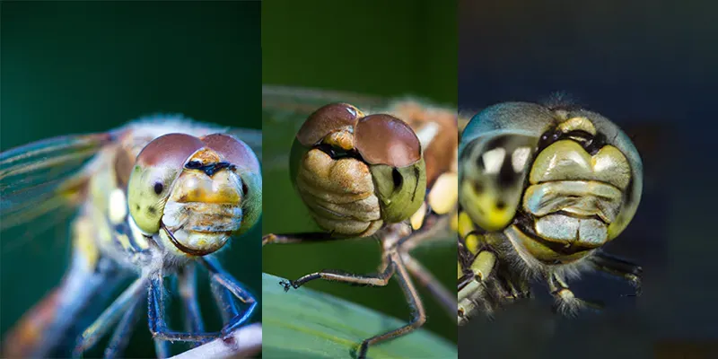 Dragonfly Close Up generated by undefined