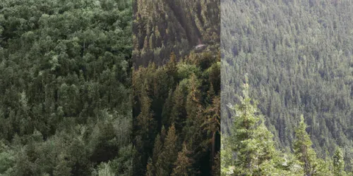 Golden Hour Forest Landscapes generated by dalle