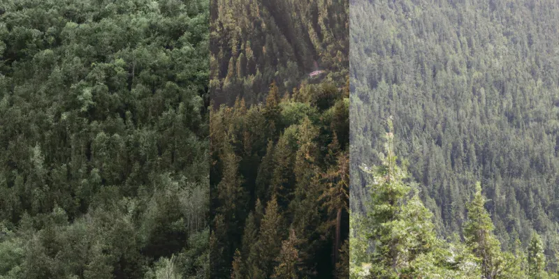 Golden Hour Forest Landscapes generated by undefined