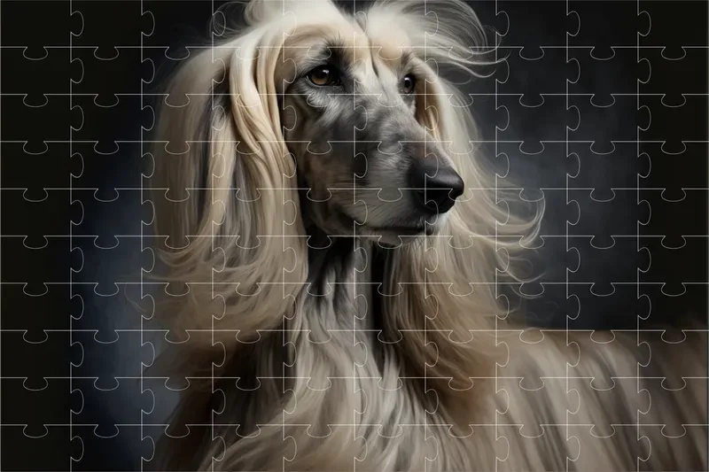 Dog Breed Studio Portraits
