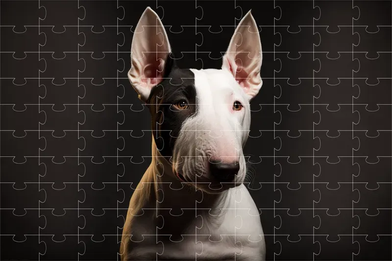 Dog Breed Studio Portraits