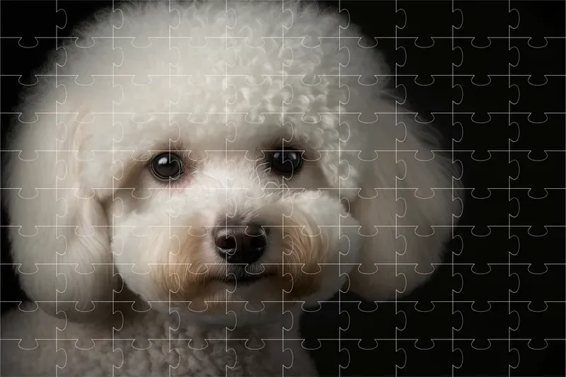 Dog Breed Studio Portraits