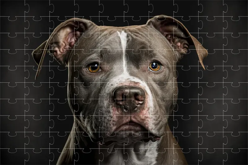Dog Breed Studio Portraits