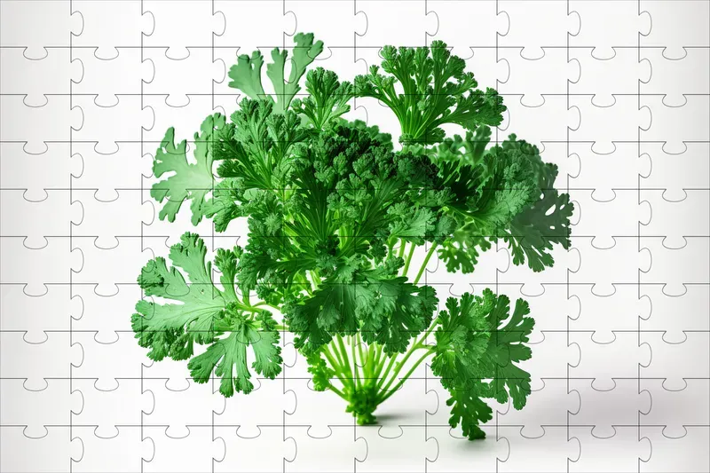 Fresh Vegetables