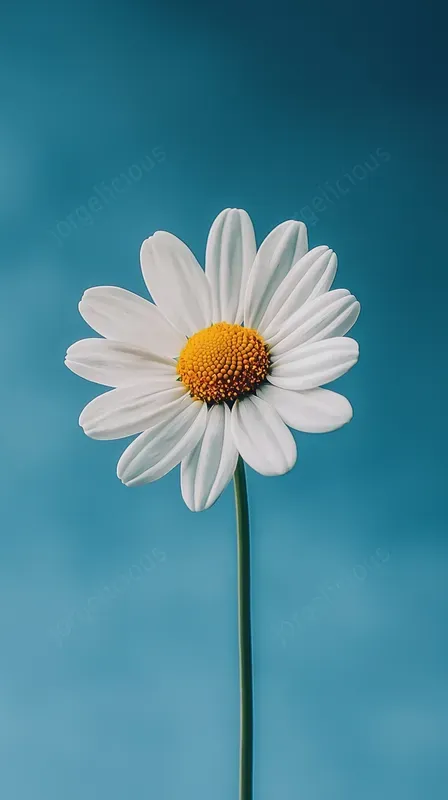 Stunning Flower Shots Wallpapers