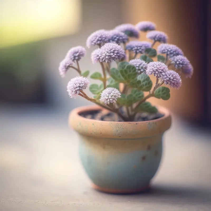 Cute Mini Plants