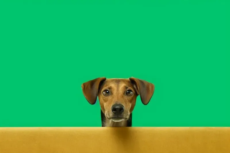 Green Screen Studios