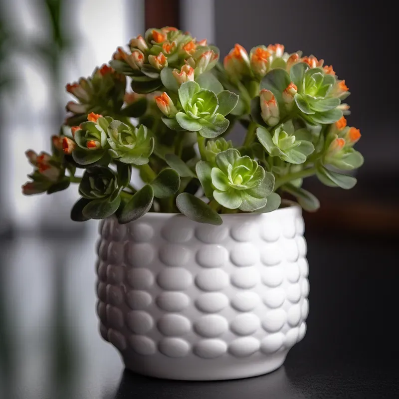 Little Plants And Flowers In Pots