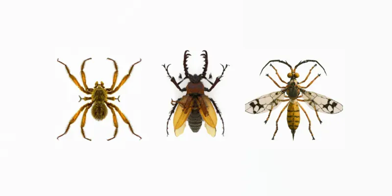 Scary Insects generated by undefined