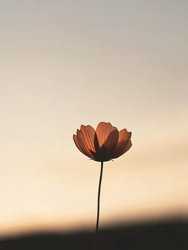 Abstract Silhouette Modern Art Photos