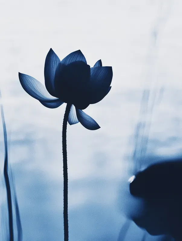 Abstract Silhouette Modern Art Photos