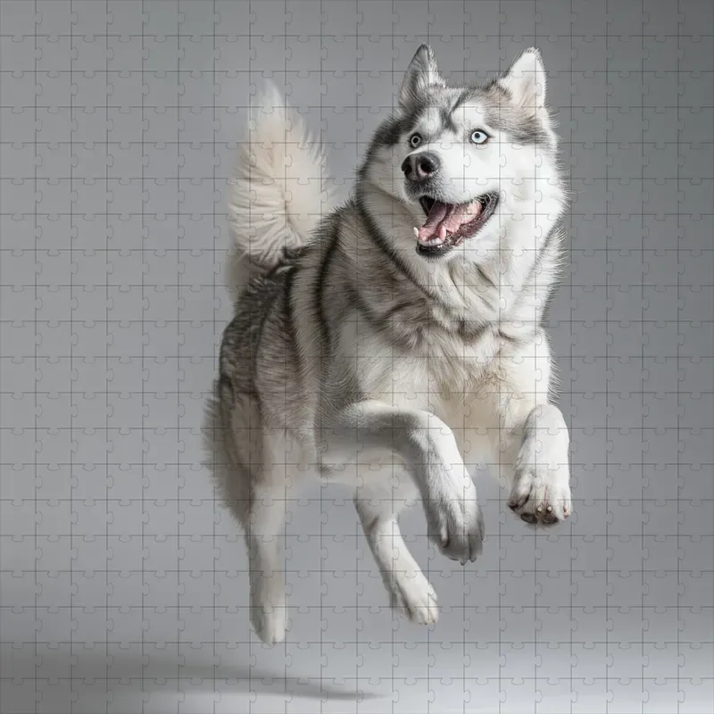 Dog Motion Photography