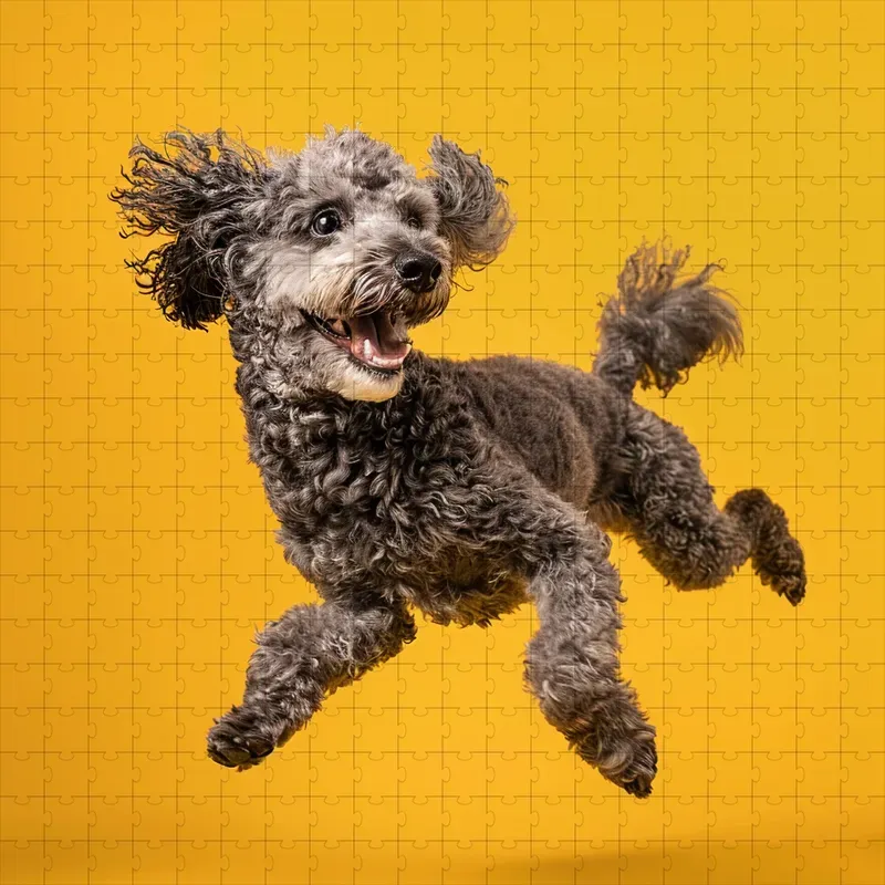 Dog Motion Photography