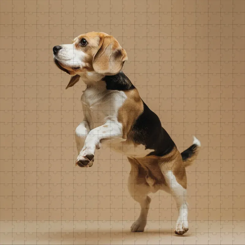 Dog Motion Photography