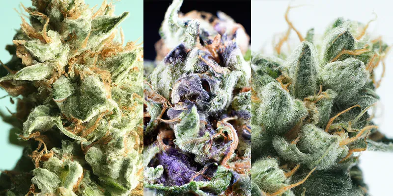 Marijuana Photography generated by undefined