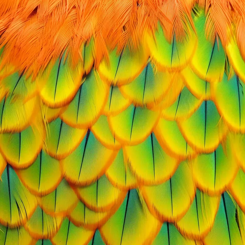 Animal Skin Patterns