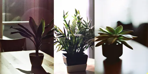 Photos Of Houseplants generated by dalle