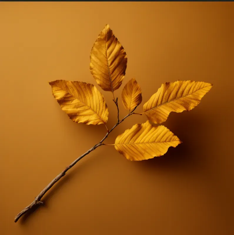 Minimalist Leaves On Plain Backgrounds