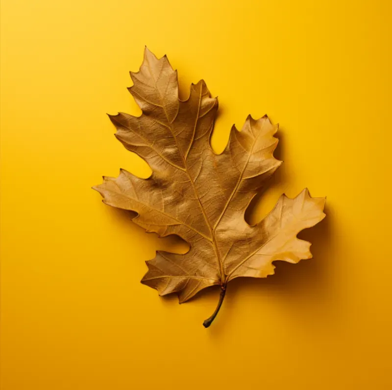 Minimalist Leaves On Plain Backgrounds